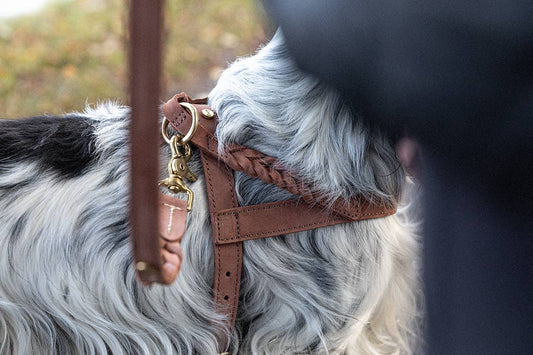 Denjo Dogs - Stockholm Hundesele