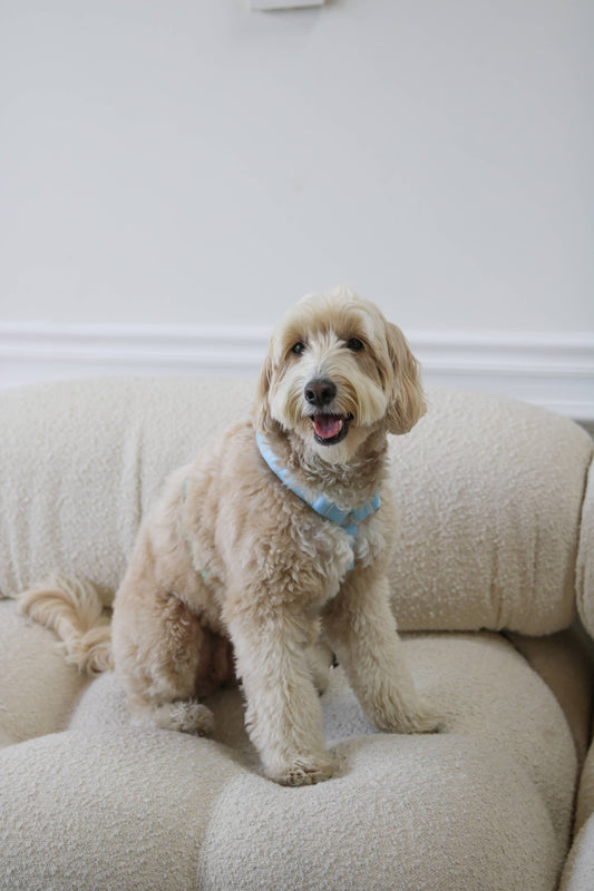 Hundesele - Lake Day