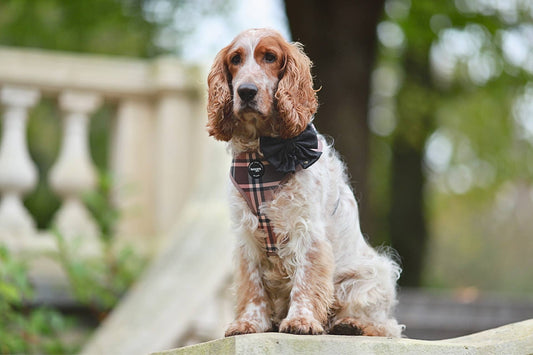 Silors bow - black glitter