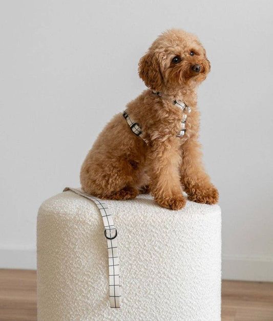 Cafide - Juno hundesele, Linea Beige