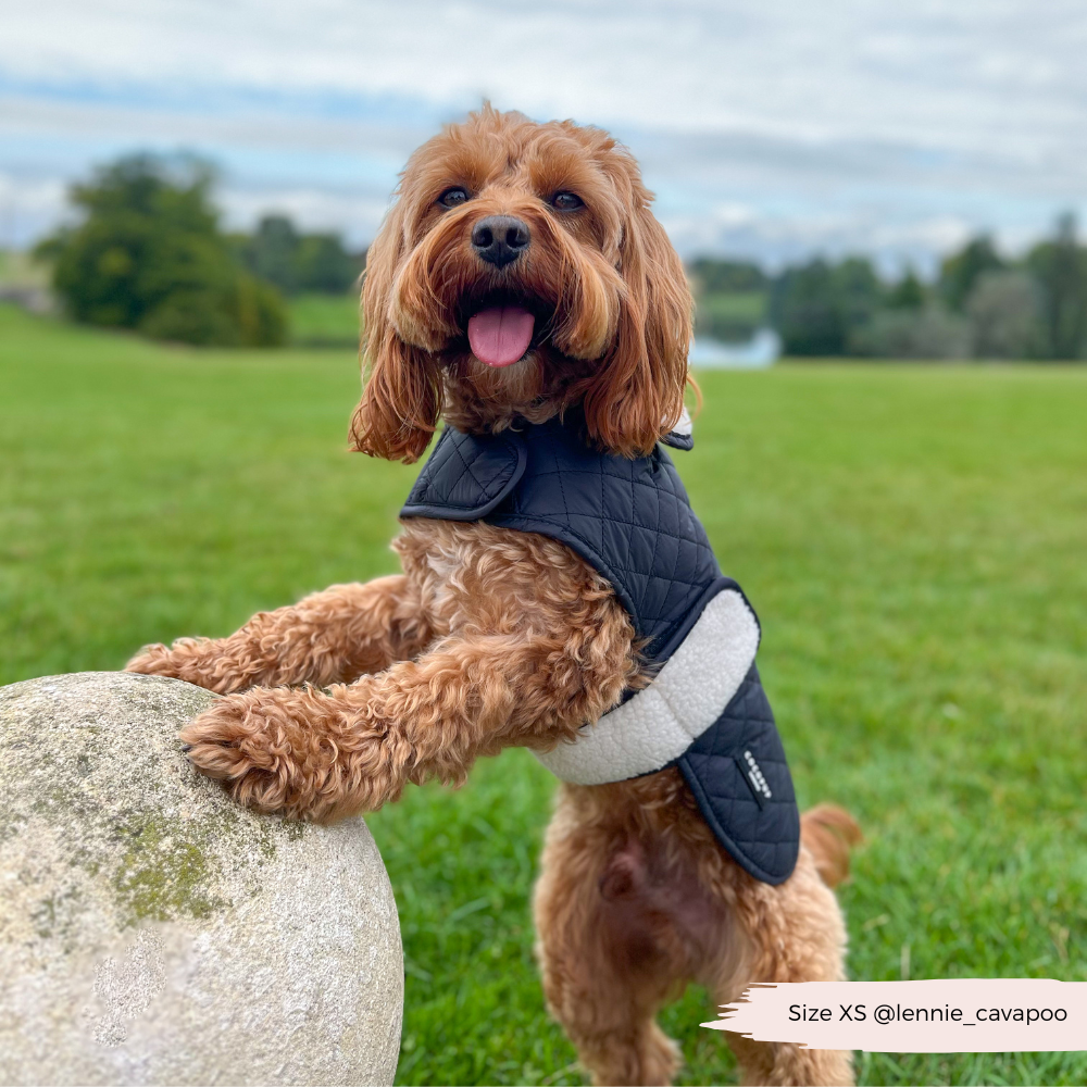 LUXE Quilted Dog Coat 🐾 - Midnight Black