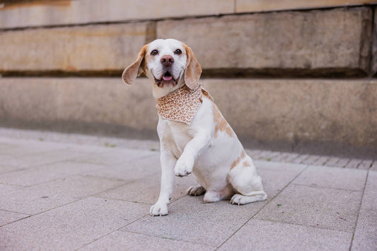 Musselin tørklæde - Leo