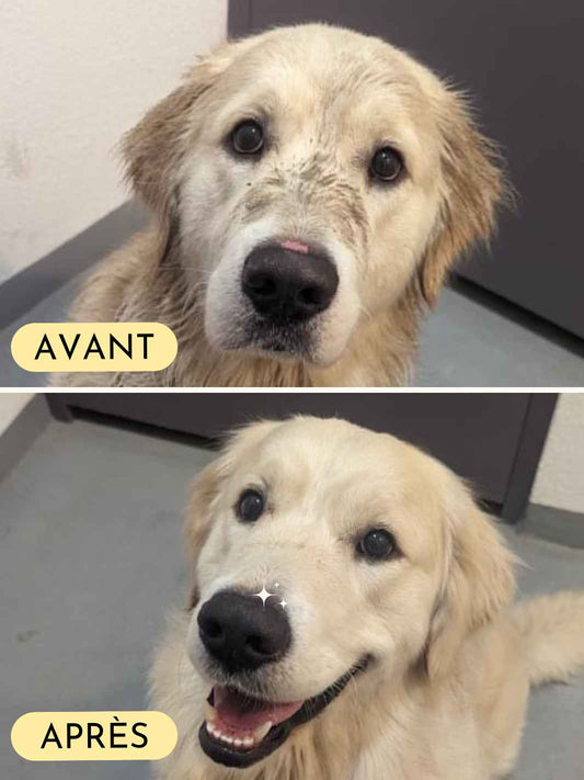 Balsam til hundesnuder