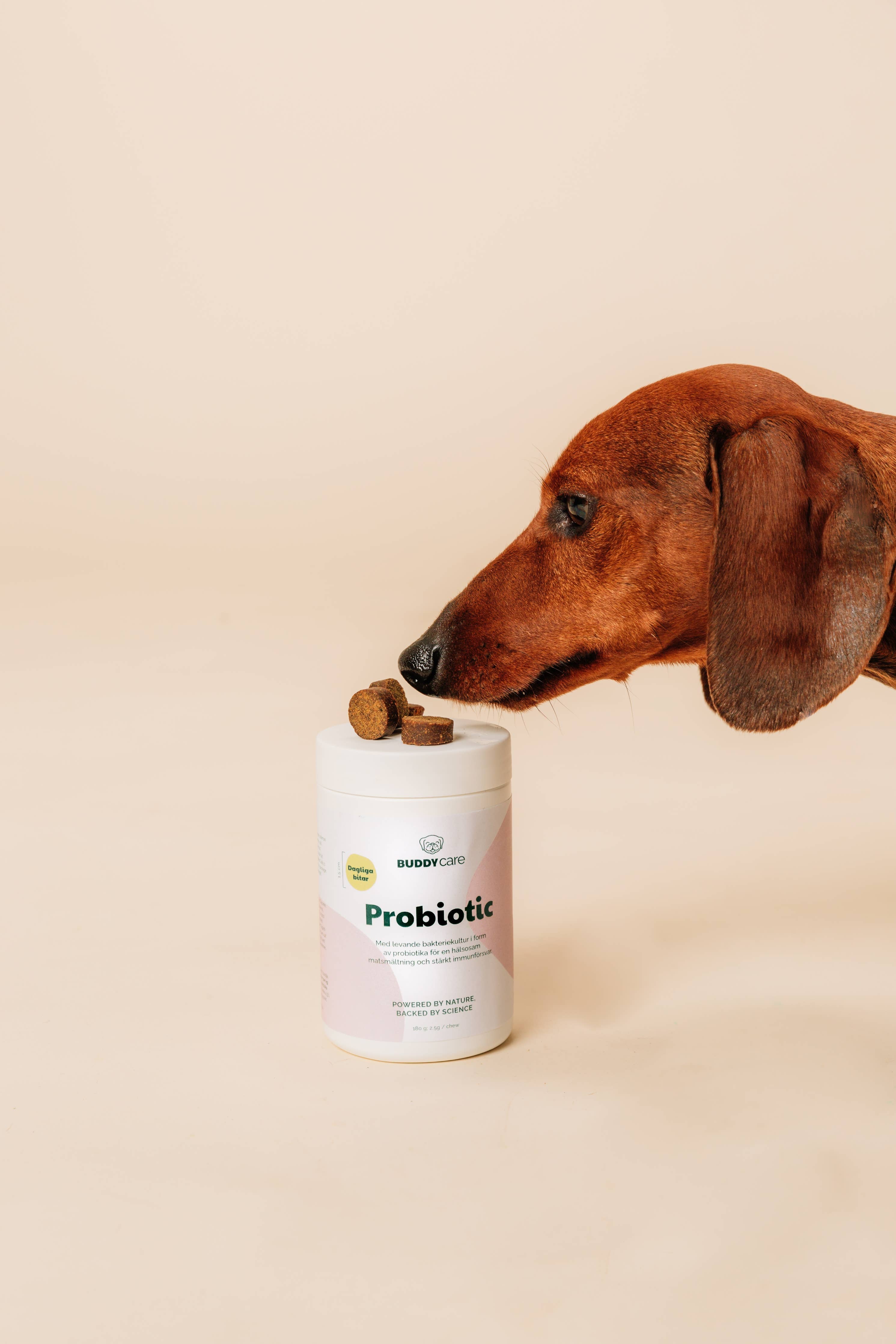 BuddyCare - Probiotikum