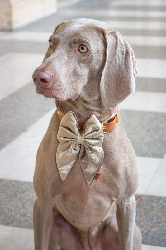 Jule sløjfe - Champagne