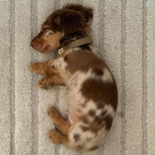 Let og justerbart hvalpehalsbånd, beige