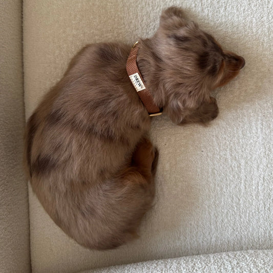 Let og justerbart hvalpehalsbånd, brun