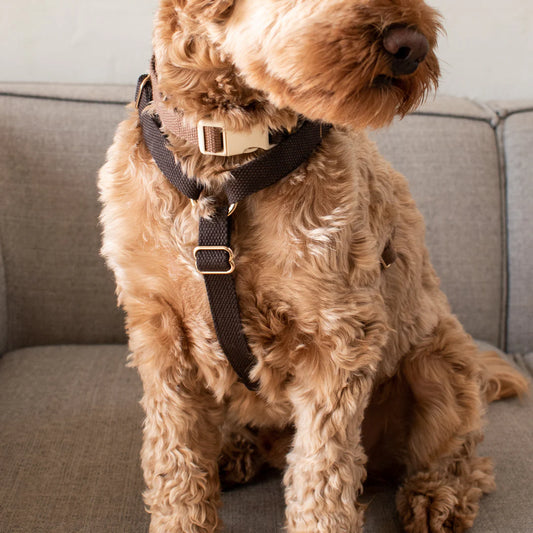 Justerbar hundesele - Chocolate