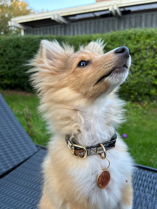 Justerbart halsbånd - Dark arrow