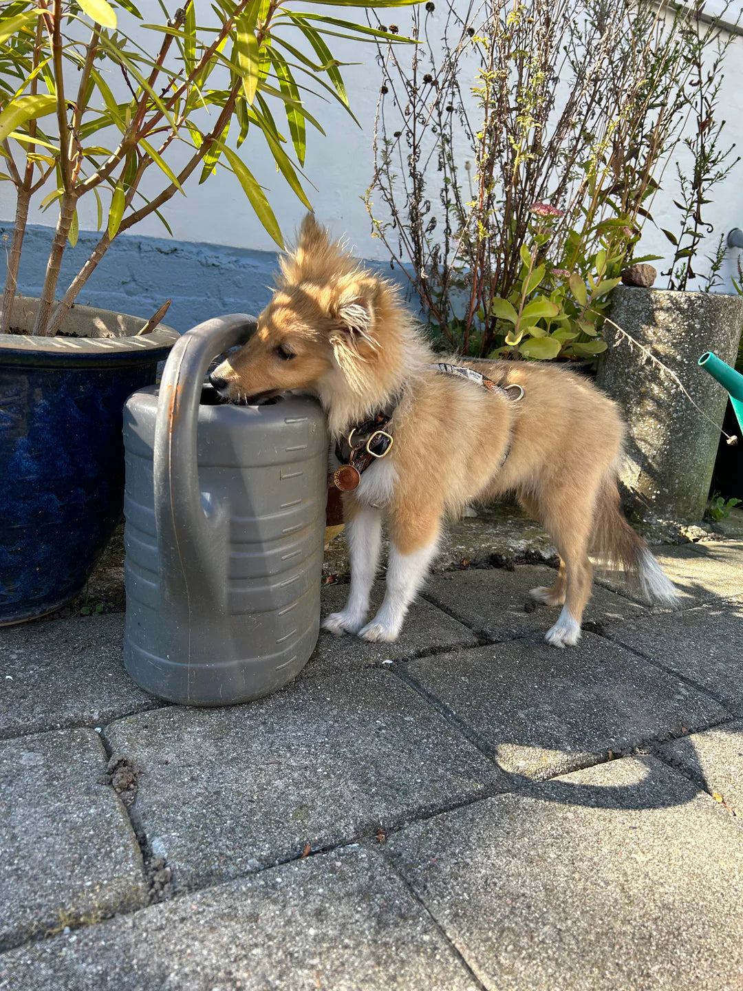 Justerbar hundesele - Dark arrow