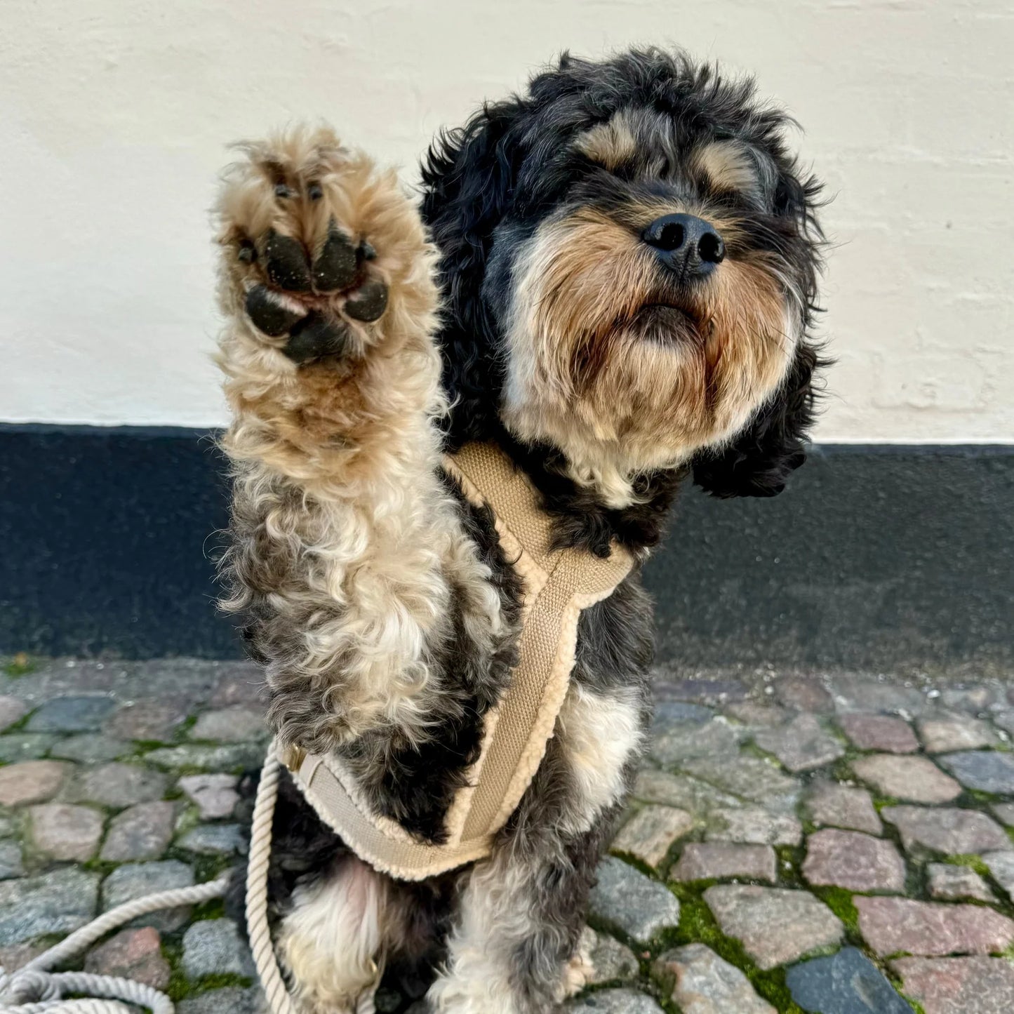 Hundesele teddy