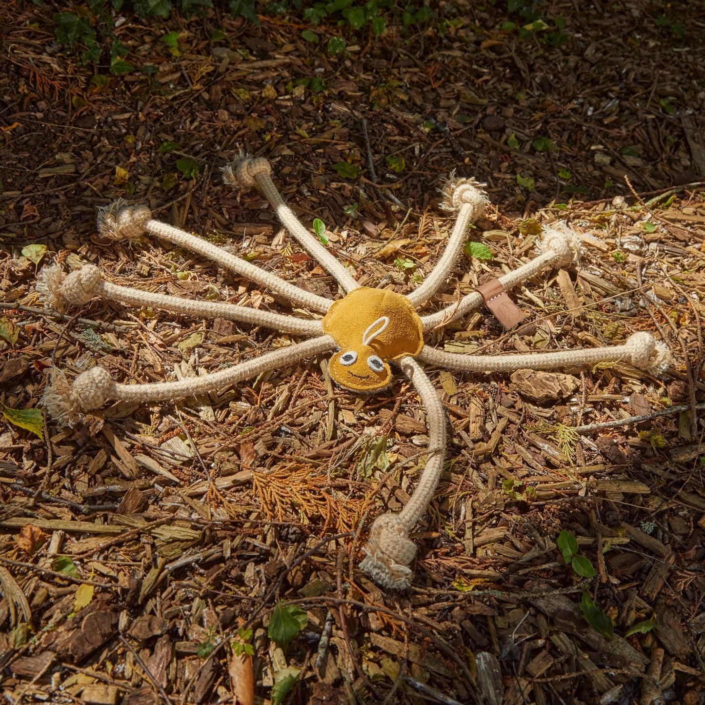 Lily Longlegs