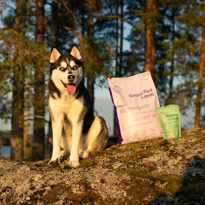 100% naturlig Hundetørfoder med græsfodret lam - monoprotein til sarte maver