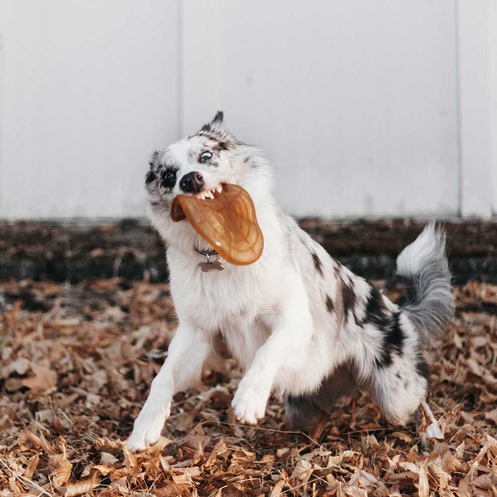 Naturligt hundelegetøj - Frisbee