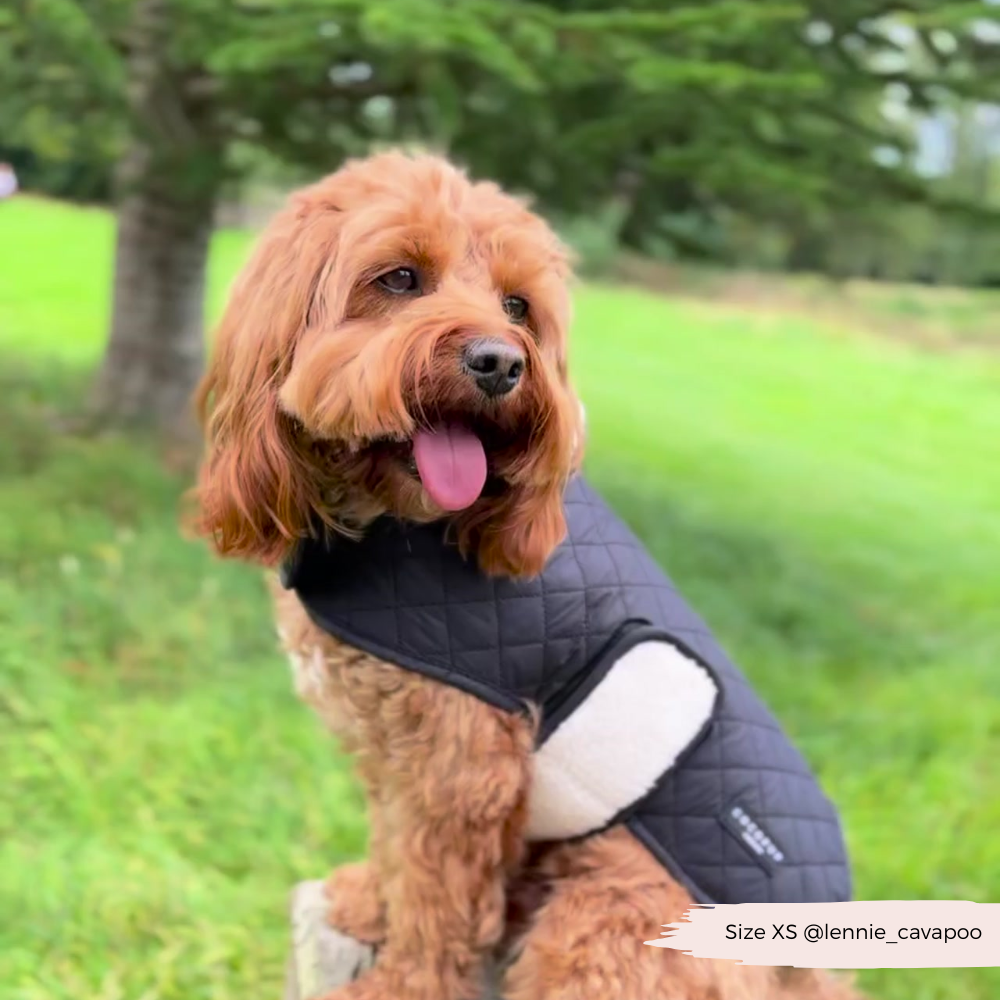 LUXE Quilted Dog Coat 🐾 - Midnight Black