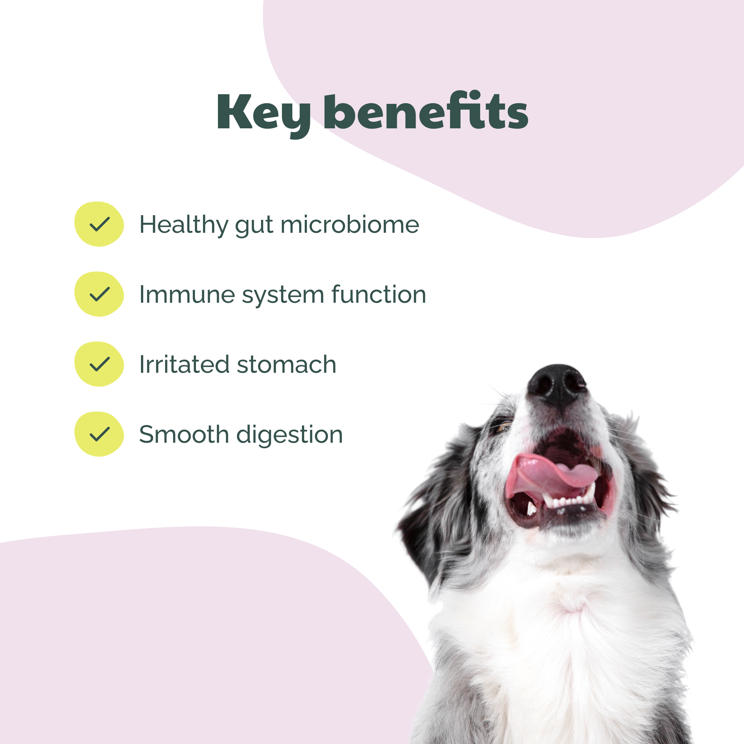 BuddyCare - Probiotikum