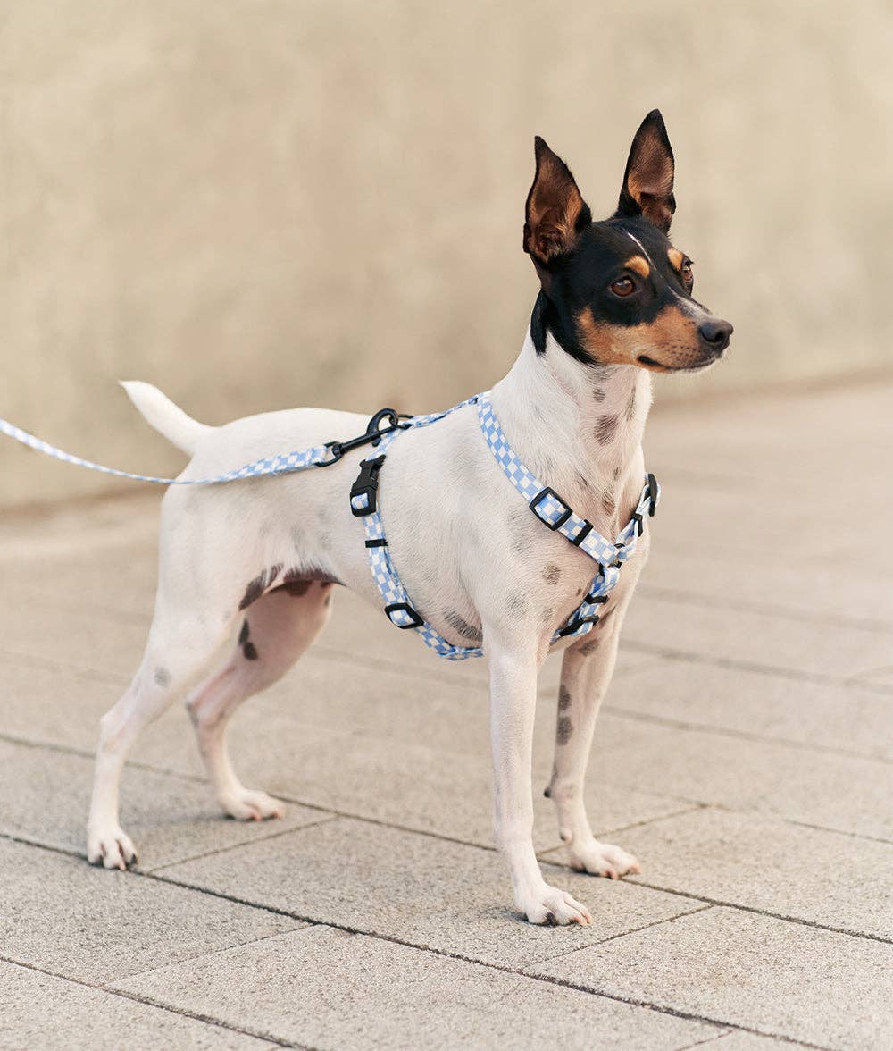 Cafide - Juno Hundesnor, Vichy blå