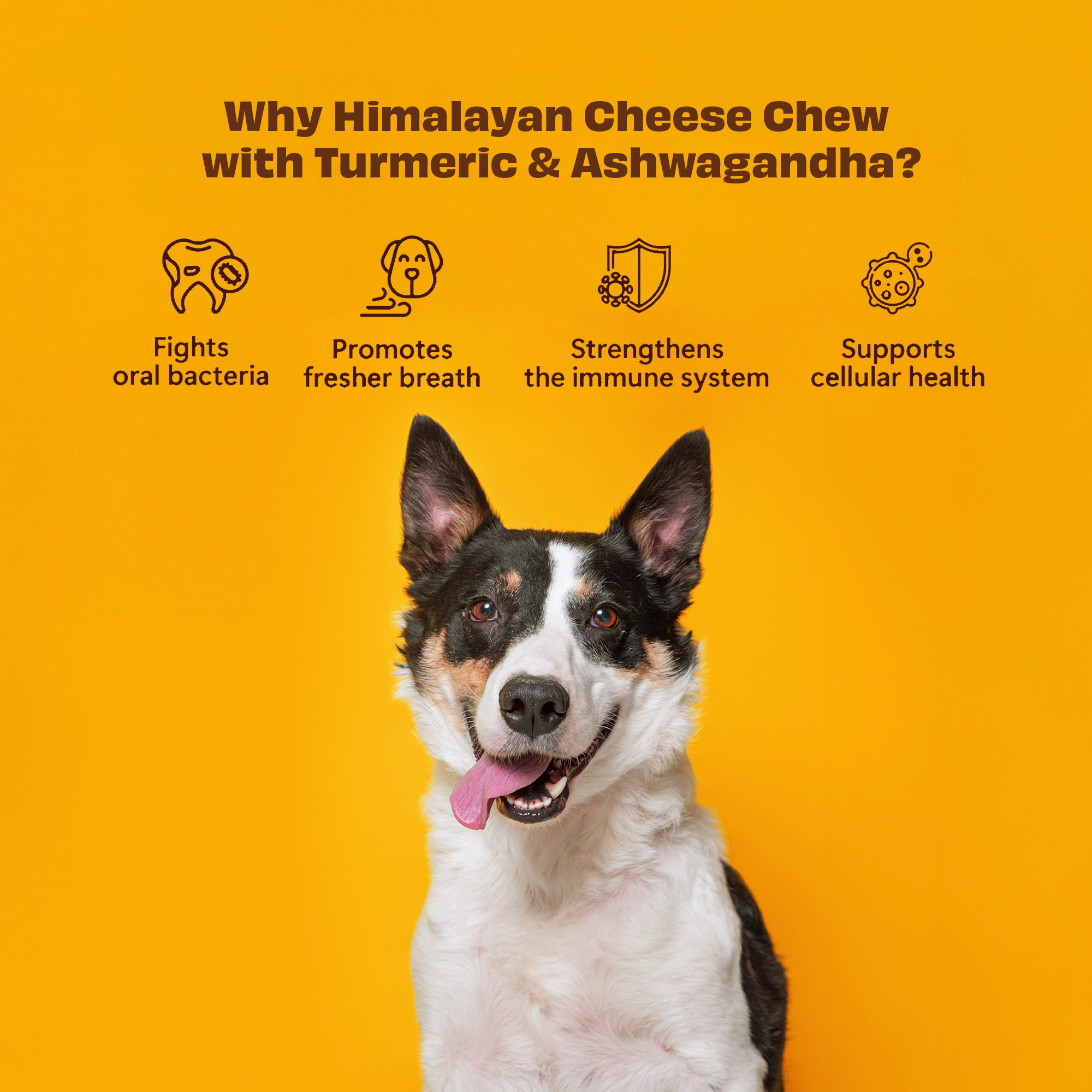 Himalaya osteben med gurkemeje