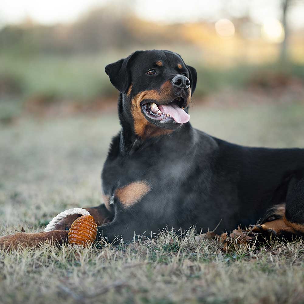 Naturligt hundeæegetøj - Rugby Spike