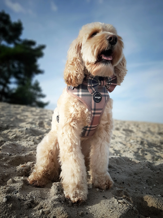 Butterfly til de elegante hunde