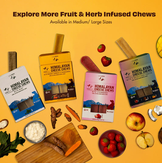 Himalaya osteben med gurkemeje