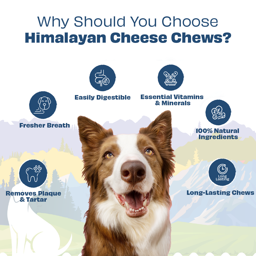 Himalayan Cheese Chew Bars - 6 stk.