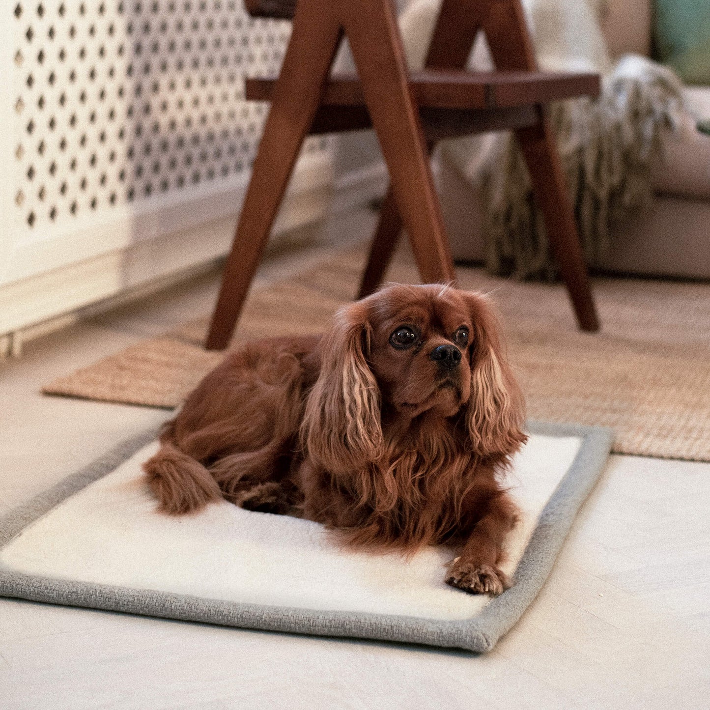 Denjo Dogs - Travel blanket, Snuggle Greige