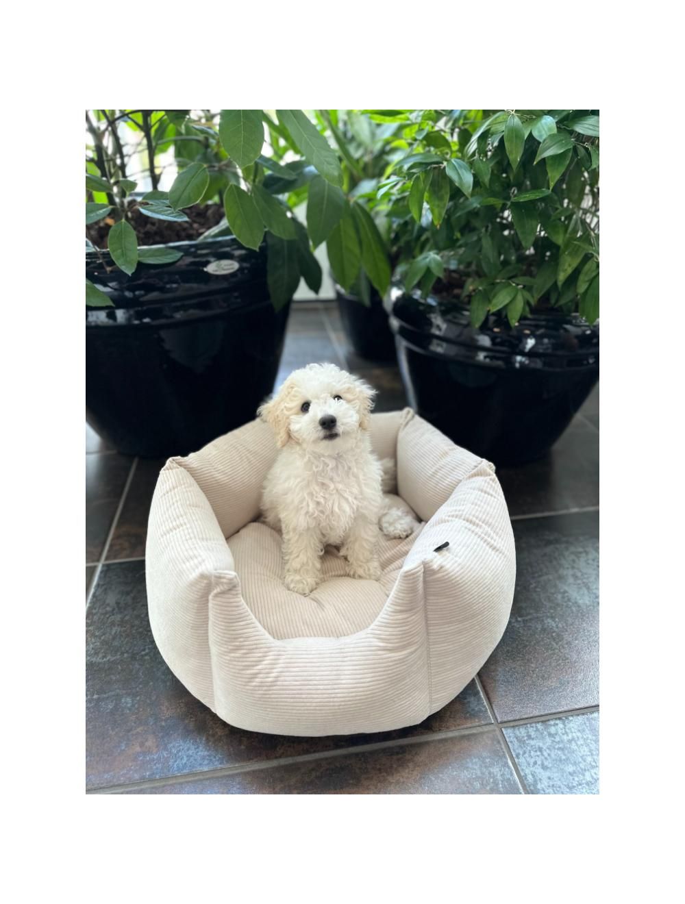 Nordic Paws ComfyHex, Beige