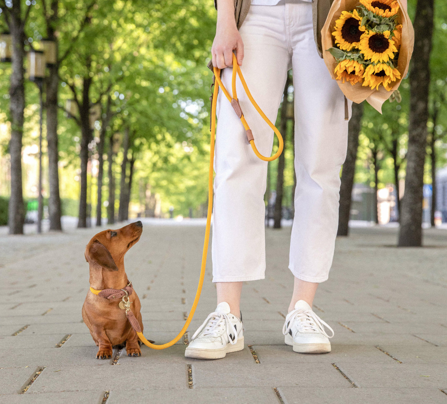 Denjo Dogs - Torekov halsbånd - Sunflower Yellow