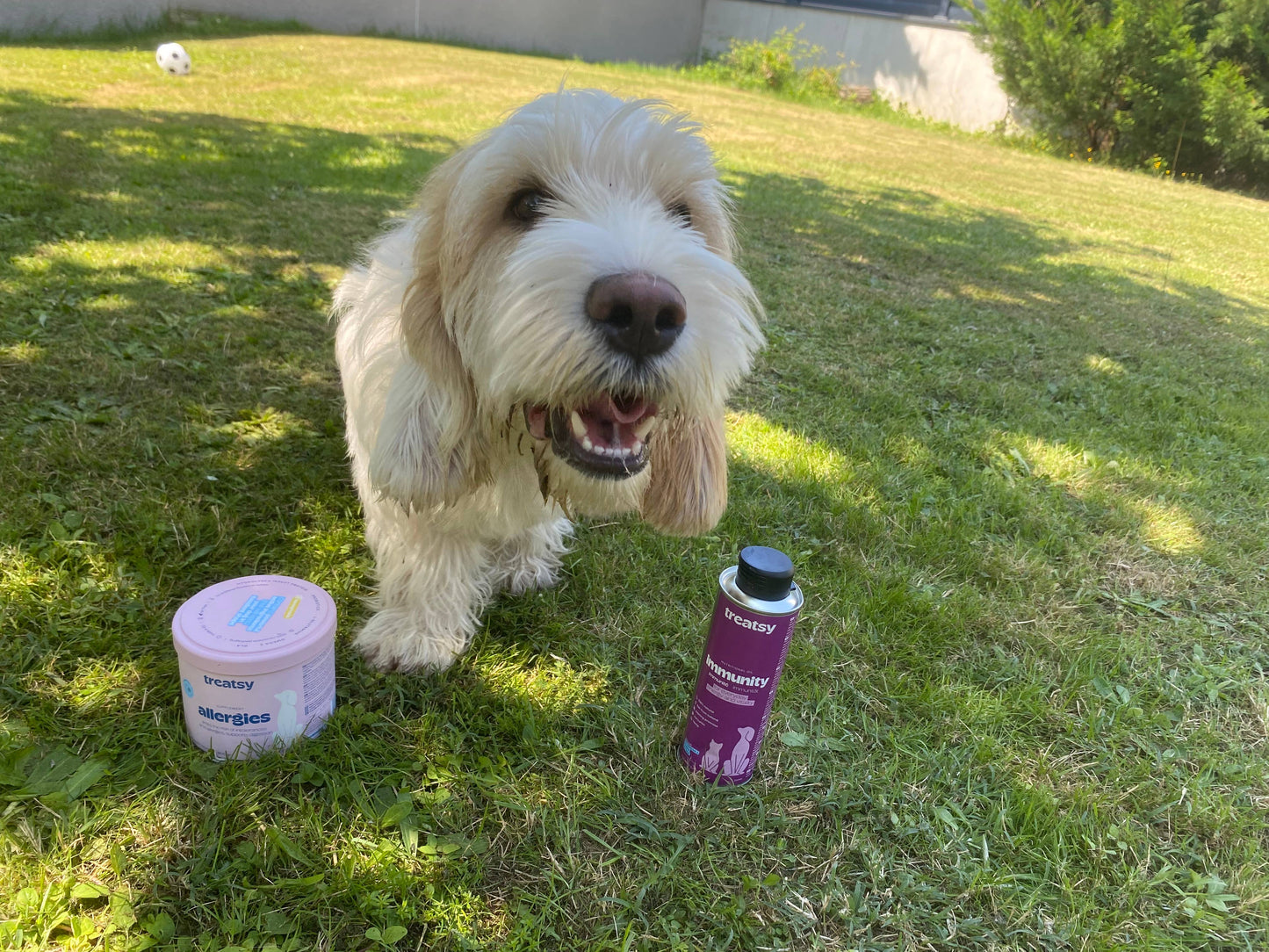Hund anti-kløe Allergi tilskud