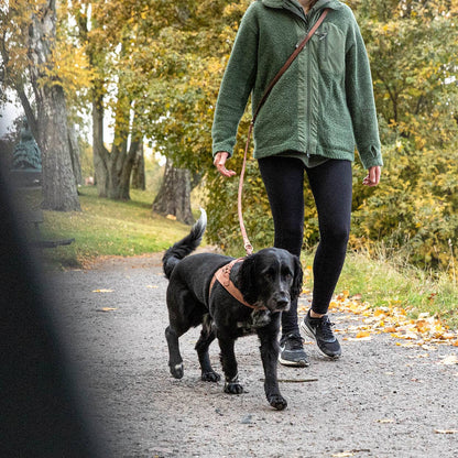 Denjo Dogs - Stockholm Hundesele