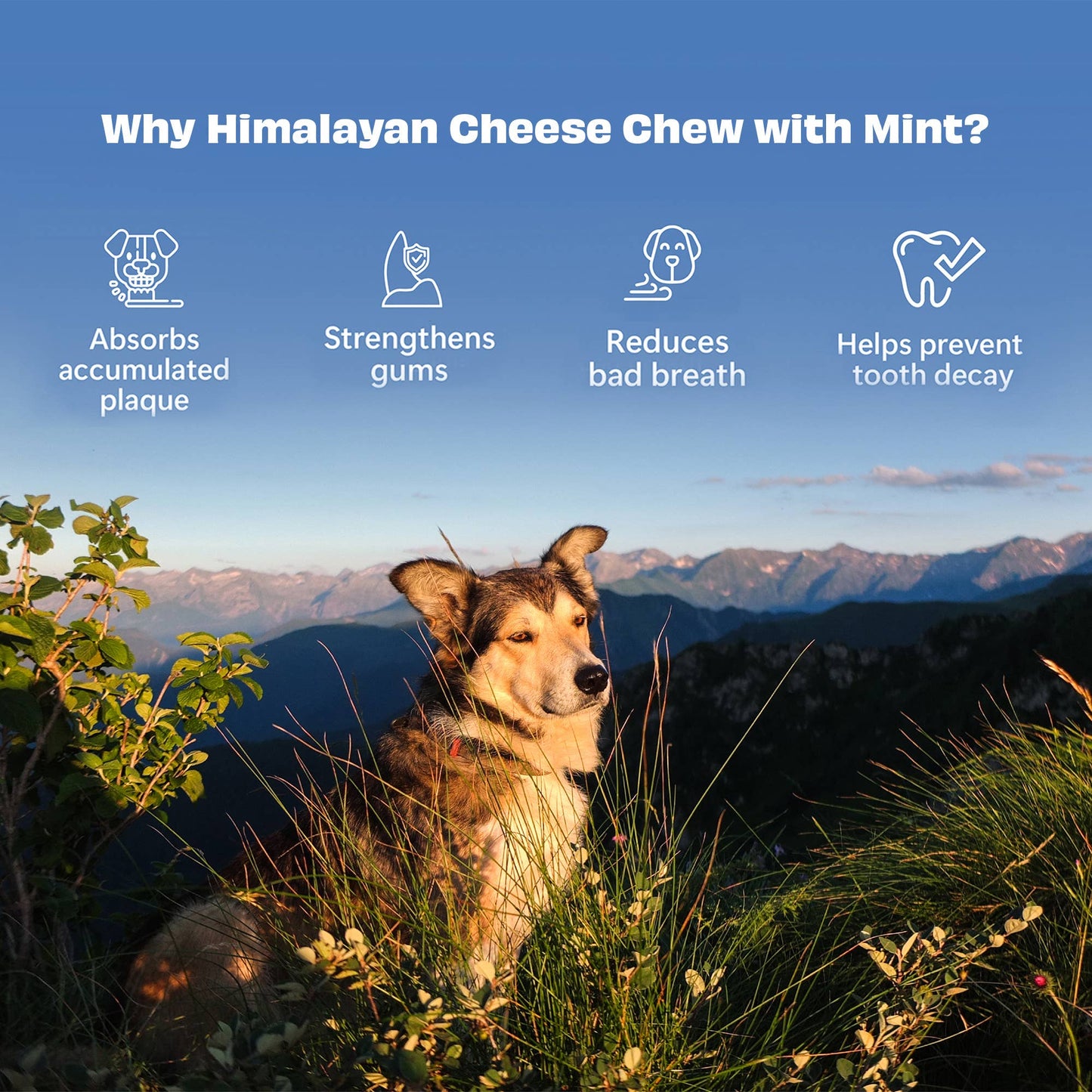 Himalaya osteben med mint