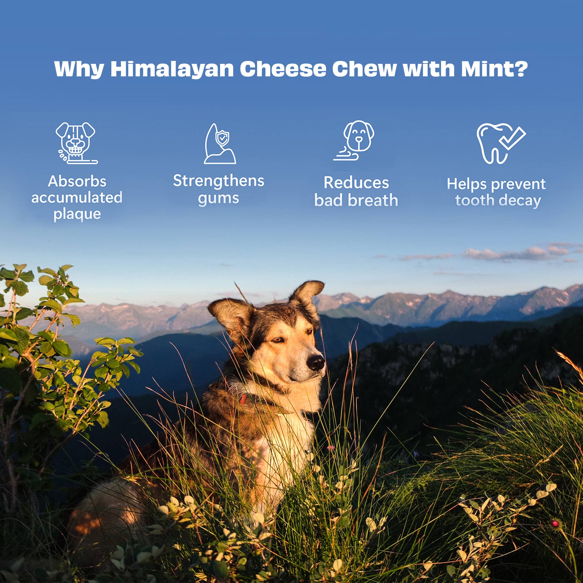 Himalaya osteben med mint