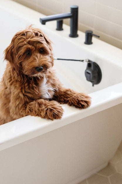 Pupwell Stay In Place snor med sugkop