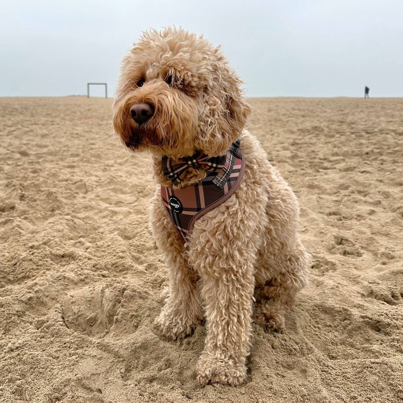 Butterfly til de elegante hunde