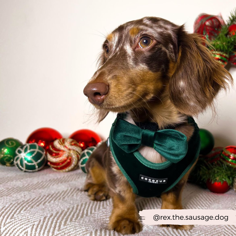 Stilfuld og festlig butterfly til din hund 🎀 - Forest Green