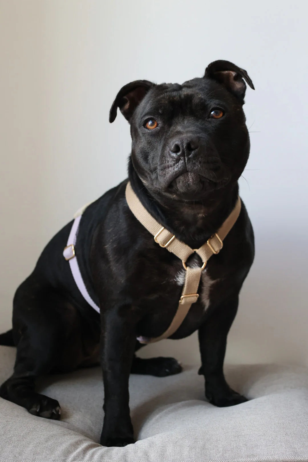 Justerbar hundesele - Lavender