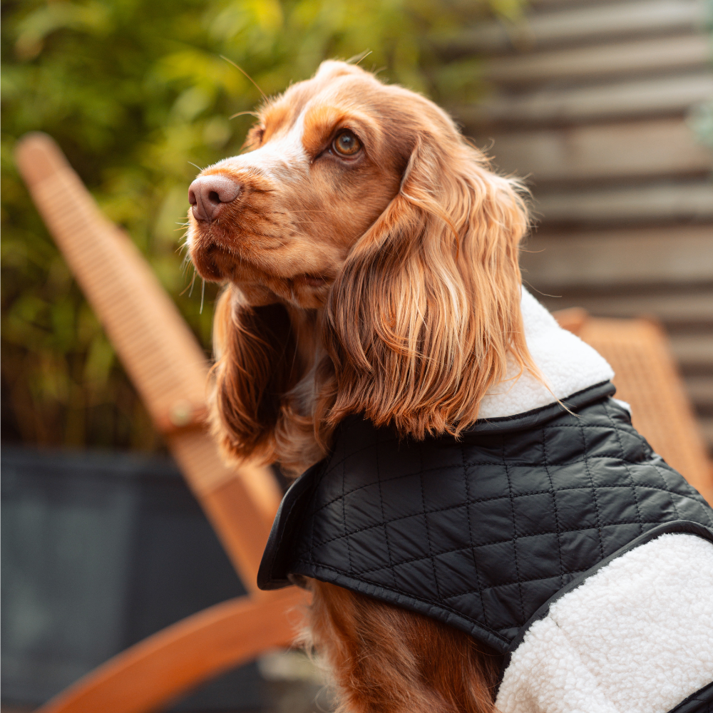 LUXE Quilted Dog Coat 🐾 - Midnight Black