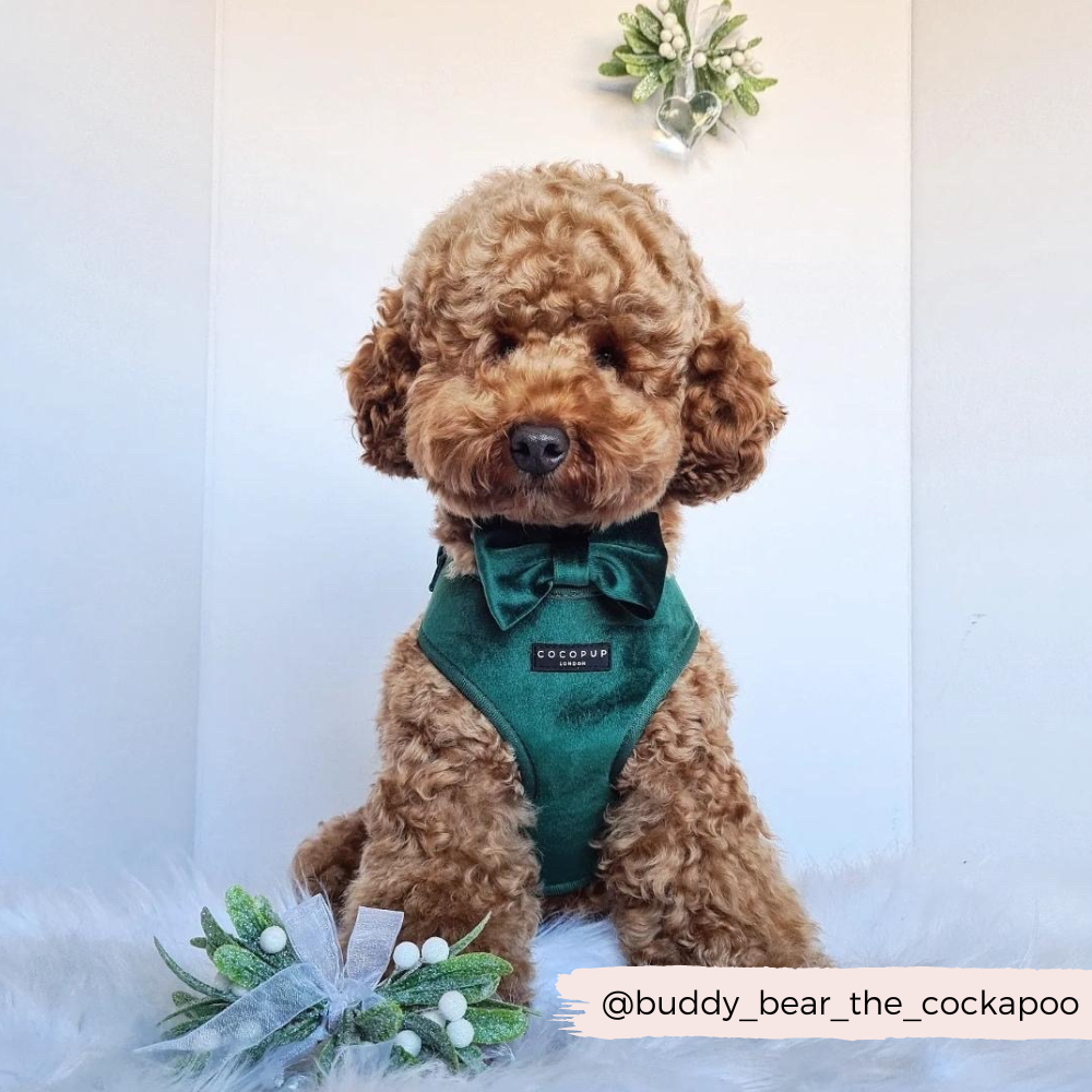 Stilfuld og festlig butterfly til din hund 🎀 - Forest Green