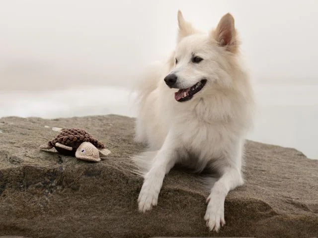 Plysskildpadde, 24 cm.