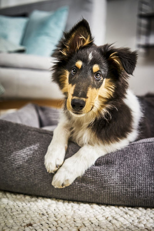 Klassisk ortopædisk hundeseng - mørkegråt tudor betræk