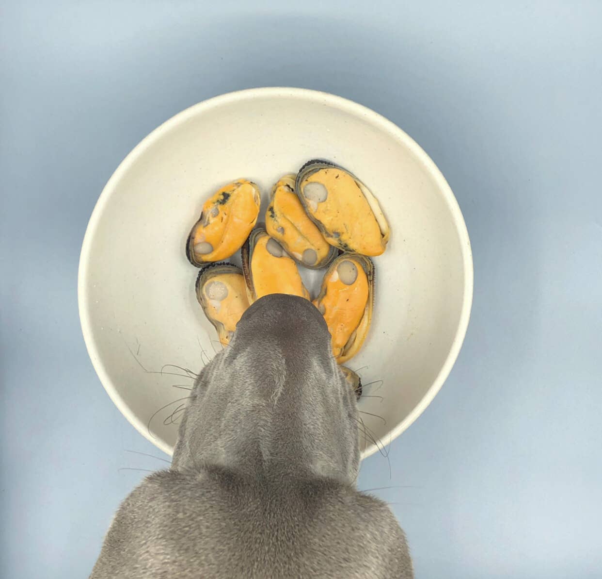 Grønlæbet musling til hunde