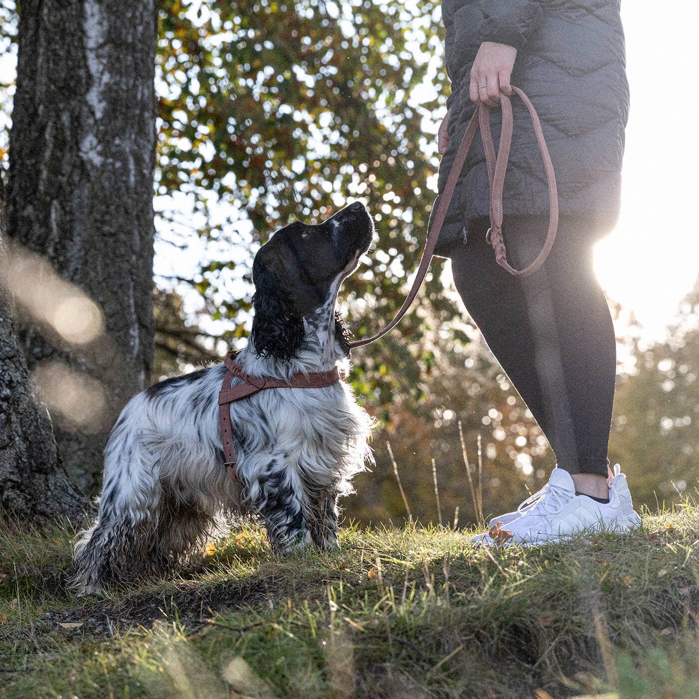Denjo Dogs - Stockholm Hundesele
