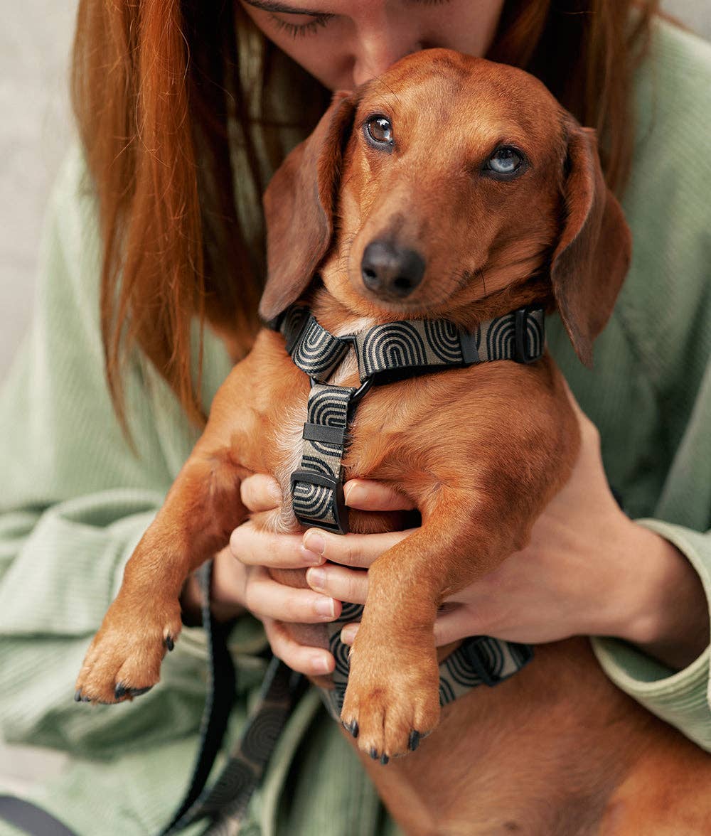 Cafide - Juno hundesele, Japan Green