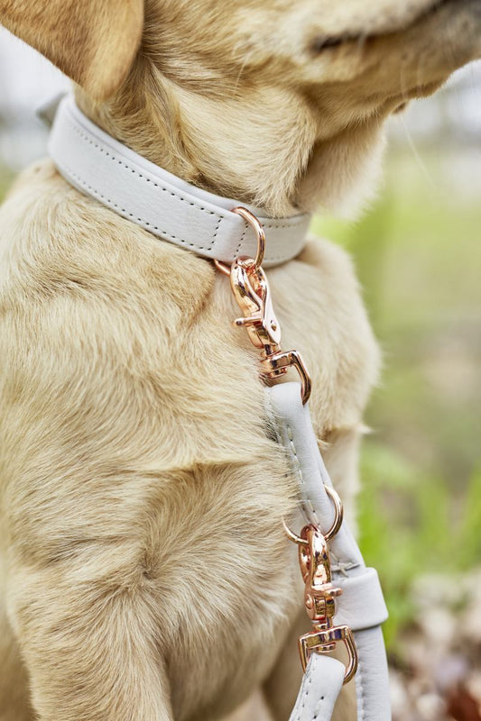 Hundesnor, lysegrå