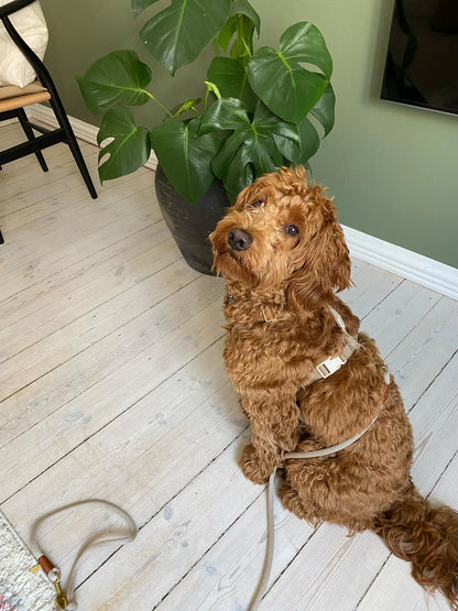 Justerbar hundesele - Cortado