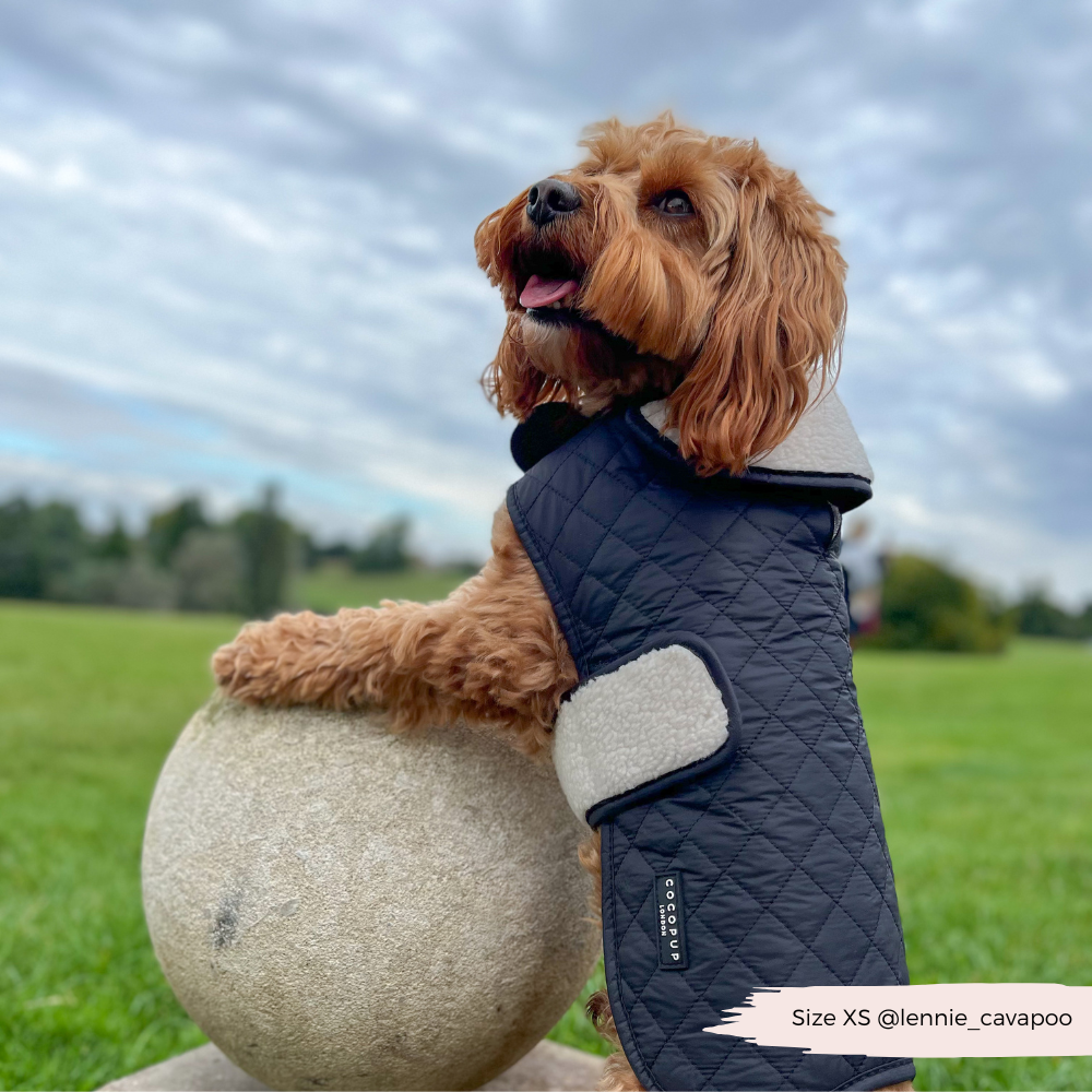 LUXE Quilted Dog Coat 🐾 - Midnight Black
