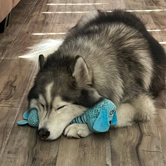 Hund plyslegetøj