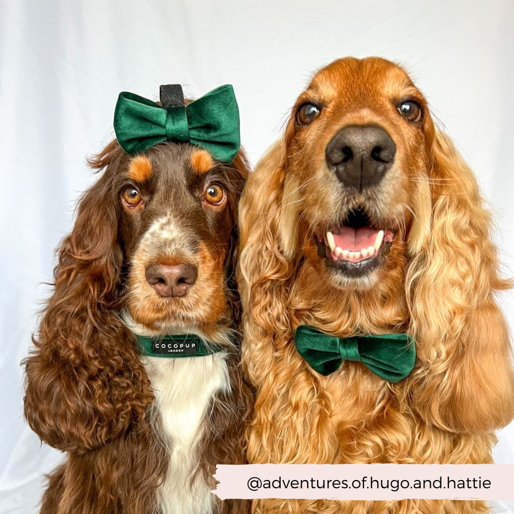 Stilfuld og festlig butterfly til din hund 🎀 - Forest Green