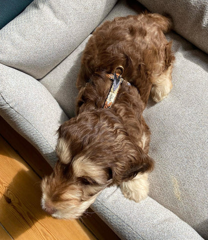Justerbar hundesele - Dark arrow